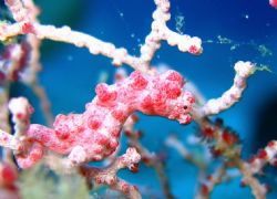 Pygmy Seahorse, Southern Leyte, Philippines. Taken at 30 ... by Katie Dann 
